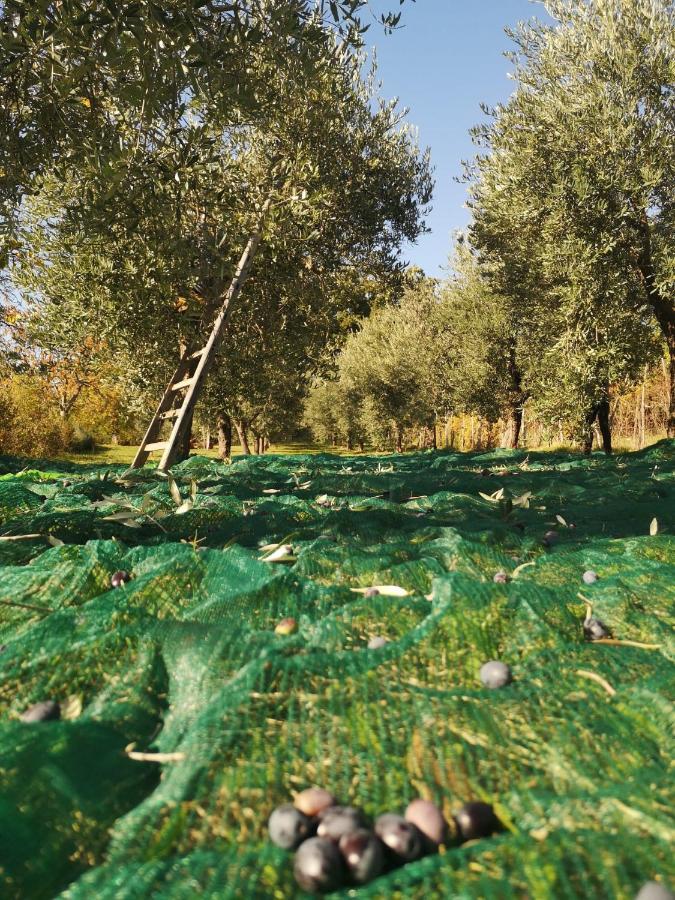Agriturismo Roccagelli Vallo di Nera Dış mekan fotoğraf